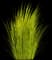 Northwind Switch Grass — design image 2