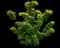Mikawa Yatsubusa Dwarf Japanese Maple — design image 3