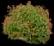 Firebush — design image 1