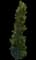 Laurel Tree (Laurus) — design image 4