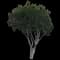 Weeping Fig Tree — design image 1