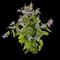 Clematis Plants — design image 1