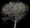 Apple Tree — design image 4