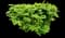 Burning Bush — design image 11