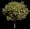 African Sumac — design image 3