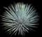 Chaparral yucca — design image 2