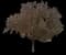 Bur Oak — design image 3