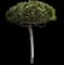 Indian Hawthorn (Rhaphiolepis indica) — design image 7