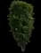 Columnar Buckthorn — design image 4