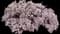 Sweet Alyssum (Lobularia) — design image 1