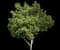 Pittosporum Mojo® — design image 13