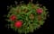 Peony (Paeonia) — design image 32