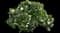 Carol Mackie Daphne — design image 16