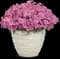 'Paint the Town Fancy' Pinks - Dianthus — design image 3