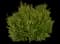 Boxwood Shrub — design image 13