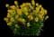Sunstrong™ Yellow Erysimum hybrida — design image 1