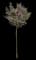 Red Pixie Lilac Tree — design image 1
