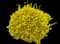Golden Euonymus Shrub — design image 1