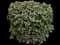 Laurustinus Viburnum — design image 7