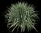 Yucca filamentosa — design image 17