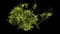 Slender Aloe — design image 1