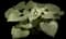 Heartleaf Brunnera — design image 6