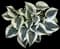 Blue Ivory Hosta — design image 2