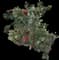 Little John Dwarf Bottlebrush — design image 6