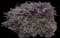 Crimson Fire™ Loropetalum — design image 4