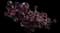 Tree Aeonium — design image 18