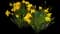 Wild Daffodil — design image 7