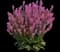 Woodland Sage — design image 20