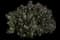 Candelabra euphorbia — design image 1