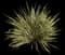 New Zealand Flax (Phormium tenax) — design image 10