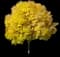 Patmore Green Ash Tree — design image 2