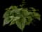 Heartleaf Brunnera — design image 10