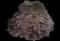 Japanese Maple Tree — design image 10