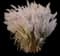 Caspian Korean Feather Reed Grass — design image 1