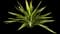 Giant Cabuya — design image 9