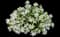 Fan Flower (Scaevola) — design image 5