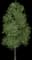 Ginkgo Tree — design image 4