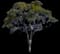 Eucalyptus Tree — design image 1