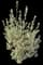 Texas Sage (Leucophyllum) — design image 4