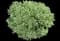 Ivory Halo® Variegated Dogwood — design image 6