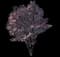Kwanzan Flowering Cherry — design image 1