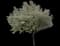 Spring Snow Flowering Crabapple Tree — design image 1