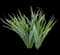 Dutch Iris — design image 4