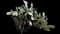 Barbary fig — design image 4