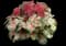 Caladium Plants — design image 1