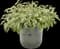 Culinary Salvia — design image 7